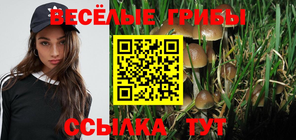 Псилоцибиновые грибы Cubensis Можга